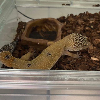 レオパの里親探してます。