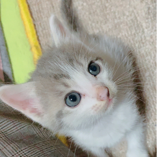 無事決まりました★里親募集します。