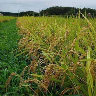 茨城県産コシヒカリ100%