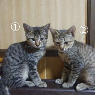 子猫5匹の里親を募集しています。