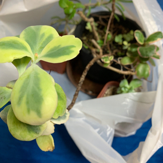 多肉植物　胡蝶の舞　斑入りカランコエ　ネックレス　セダム　錦蝶 