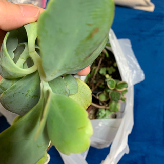 多肉植物　胡蝶の舞　斑入りカランコエ　ネックレス　セダム　錦蝶 の画像