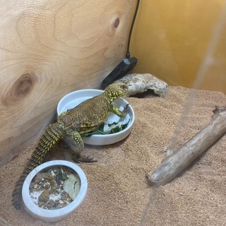 ゲイリートゲオアガマの里親募集です。