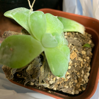 多肉植物　胡蝶の舞　斑入りカランコエ　ネックレス　セダム　錦蝶 の画像