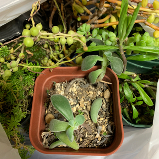 多肉植物　胡蝶の舞　斑入りカランコエ　ネックレス　セダム　錦蝶 の画像