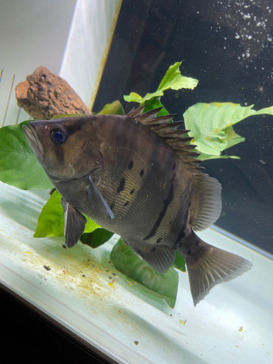 ダトニオ　売ります　発送不可
