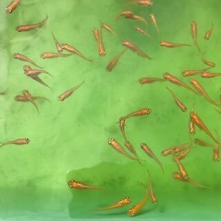 メダカ【楊貴妃】 若魚（３０匹＋２匹) １０００円 《受渡完了》その13の画像