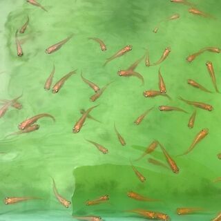 メダカ【楊貴妃】 若魚（３０匹＋２匹) １０００円 《受渡完了》その13の画像