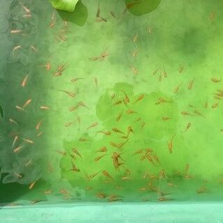メダカ【楊貴妃】 若魚（３０匹＋２匹) １０００円 《受渡完了》その13の画像