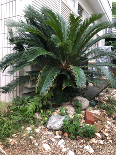 ソテツ　蘇轍　観葉植物　150cm