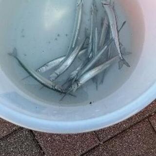 釣り