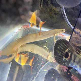 ポリプテルス（セネガルス）2匹　熱帯魚