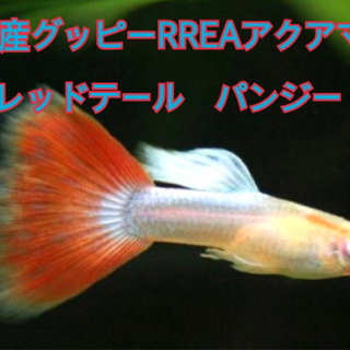 台湾直系 RREA アクアマリンレッドテール(パンジー)　8匹