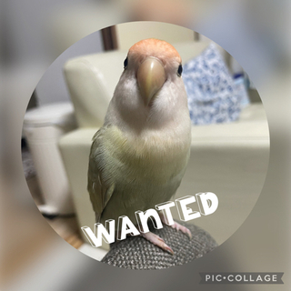 迷子のコザクラインコ