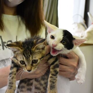 カワイイ模様の白黒の子猫ちゃん