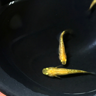 メダカの卵各種
