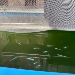 今年産まれの幹之