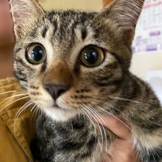 5月5日生まれ生後5ヶ月。大切に飼って下さる方を募集しています。