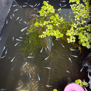 メダカと水草