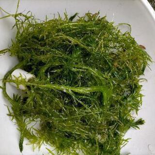 水草メダカや金魚の水槽に