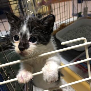 オスメスきょうだい★子猫【生後1ヶ月半】2匹います★白黒と白黒キジ