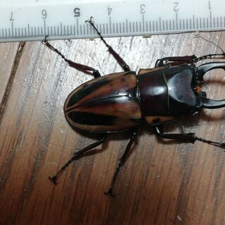 【お問い合わせ中】ファブリースノコギリクワガタ　♂のみ　　差し上げます