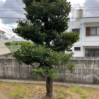 庭木貰って下さい　（黒木）