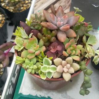 多肉植物ミニミニ寄せ植え(サボテン入り)
