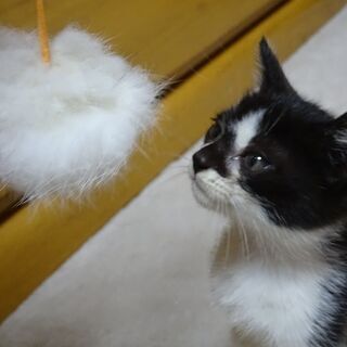 仔猫の里親さんを募集します！