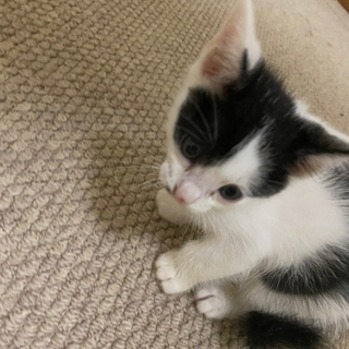 家族になってあげてください