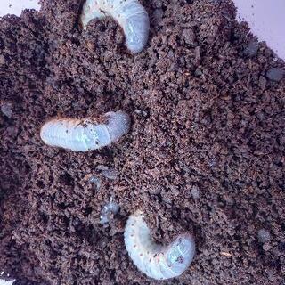 お家でカブトムシ幼虫【3令幼虫】ノコギリクワガタの幼虫など観察し...