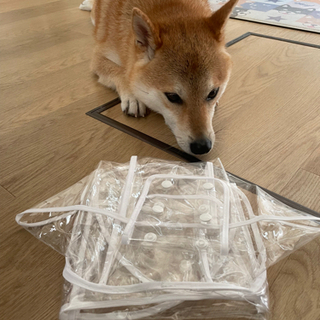 【お譲り先決まりました】犬用レインコートの画像