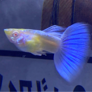 【熱帯魚・国産グッピー】 RREAアクアマリンネオンテール（ペア...