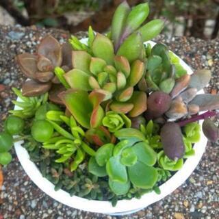 ミニミニ多肉植物寄せ植え