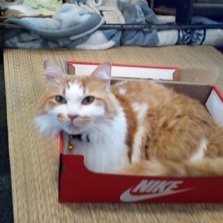 保護猫ちゃん達を守る為に‼️😹