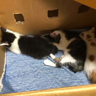 里親募集　子猫　3匹