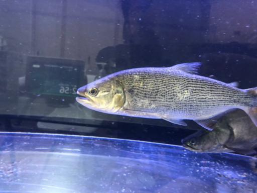 ドラード、古代魚、熱帯魚