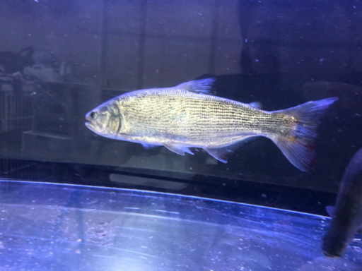 ドラード、古代魚、熱帯魚