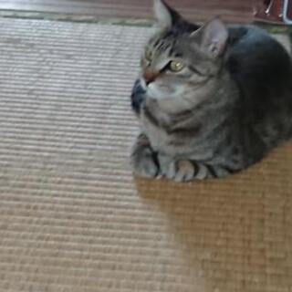 新しい家族募集(=ﾟωﾟ=)