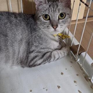 大人しいサバトラ♀