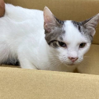 生後4ヶ月くらいのオス猫です。
