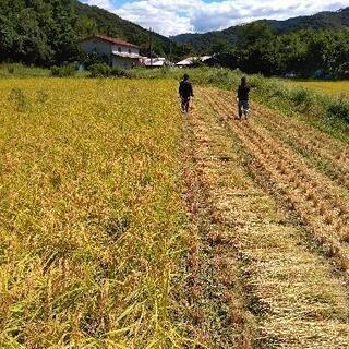 田植え苗の運搬 草刈り等の農業アルバイトさん募集中　の画像