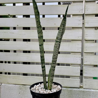 【残り３株】サンスベリア　ゼラニカ　カキコ　1苗　鉢ごとの画像