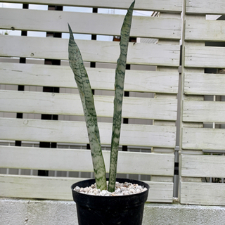 【残り３株】サンスベリア　ゼラニカ　カキコ　1苗　鉢ごとの画像