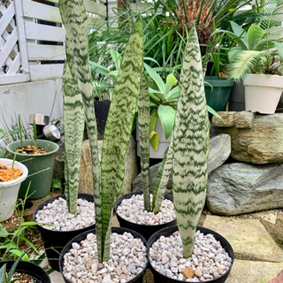 【残り３株】サンスベリア　ゼラニカ　カキコ　1苗　鉢ごと