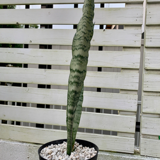 【残り３株】サンスベリア　ゼラニカ　カキコ　1苗　鉢ごとの画像