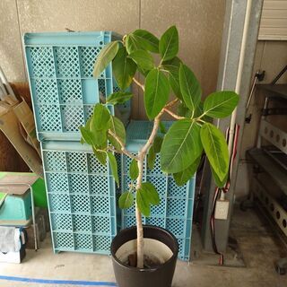 植木鉢､受け皿、パキラ付き