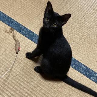 里親さん見つかりました(^-^)