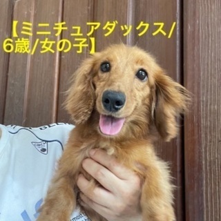 募集一旦停止します【ミニチュアダックス／5歳】