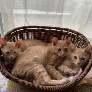 3兄弟　子猫　（残り1頭）